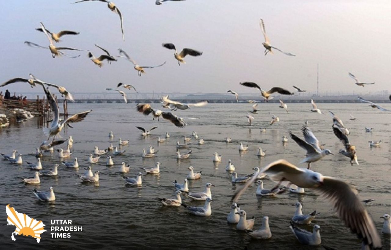 साइबेरियन पक्षियों के लिए चलाया अभियान, अवैध शिकार पर होगी कड़ी कार्रवाई