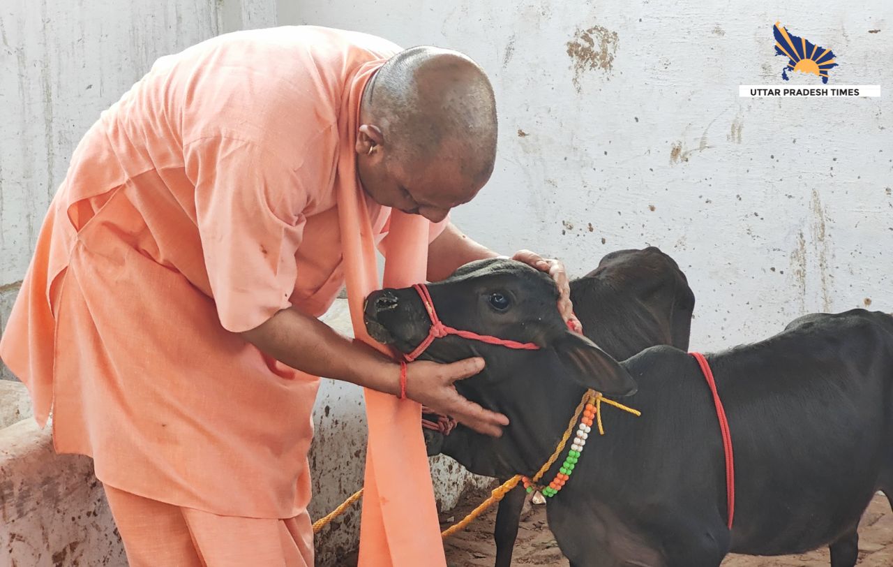 सीएम योगी ने खूब दुलारा, आंध्र प्रदेश से लाई गई है गोवंश जोड़ी