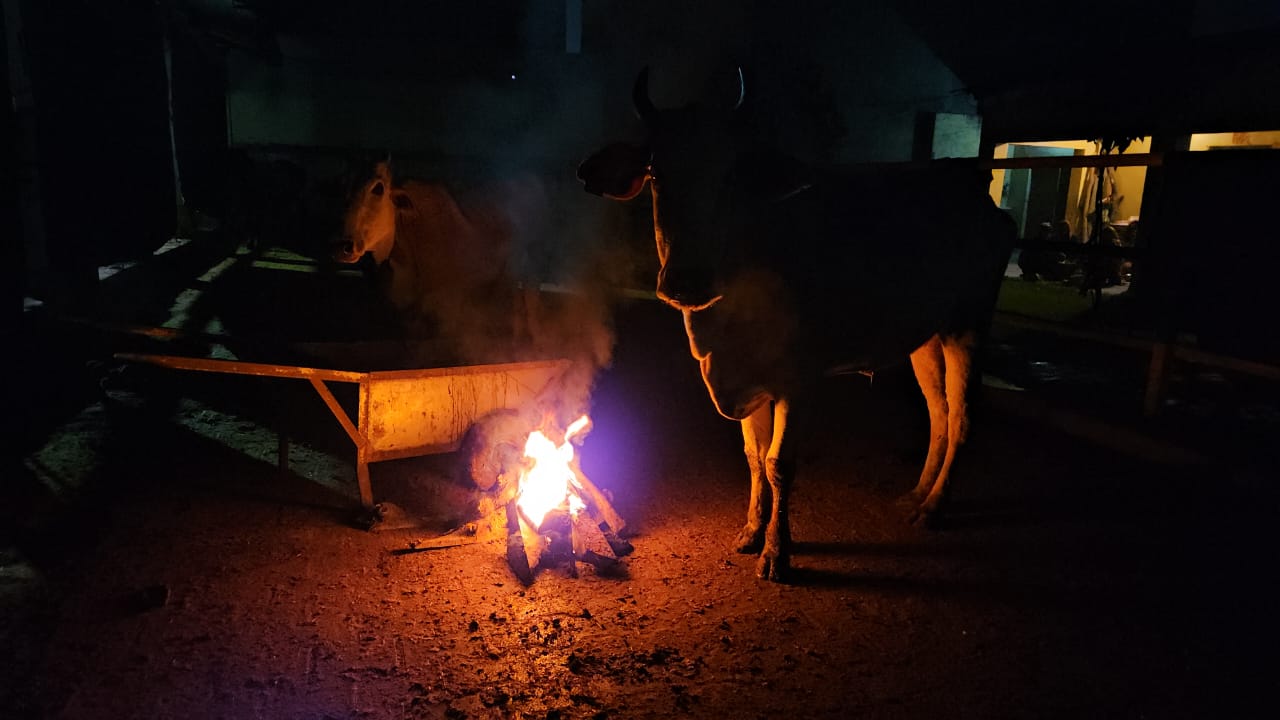  खुले में सोने वालों को पहुंचाया आश्रय स्थलों तक, गौवंश की सुरक्षा पर विशेष ध्यान